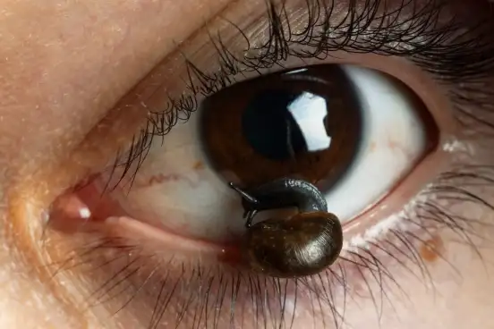 Méta escargot, 2023